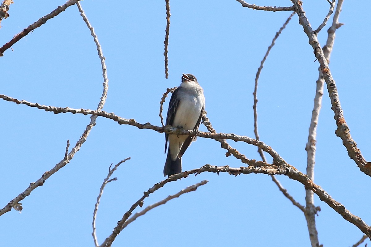 Eastern Kingbird - ML641594237