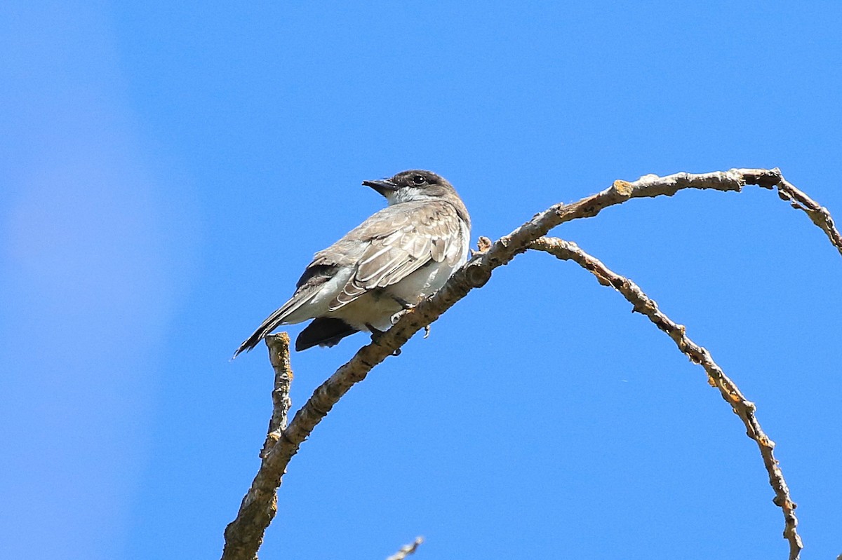 Eastern Kingbird - ML641594238