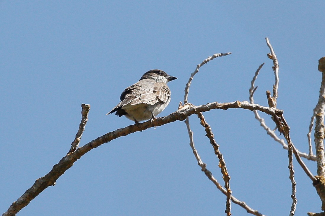 Eastern Kingbird - ML641594240