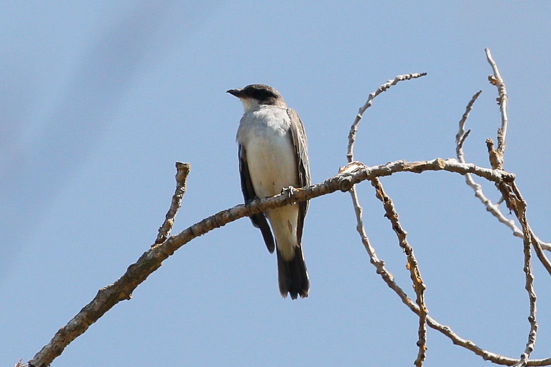 Eastern Kingbird - ML641594243