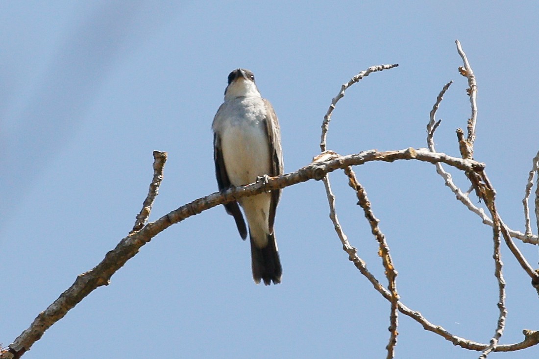 Eastern Kingbird - ML641594244