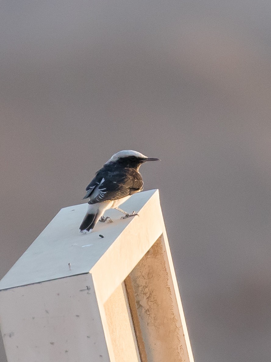 Hooded Wheatear - ML641594284