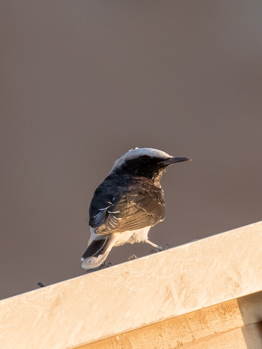 Hooded Wheatear - ML641594285