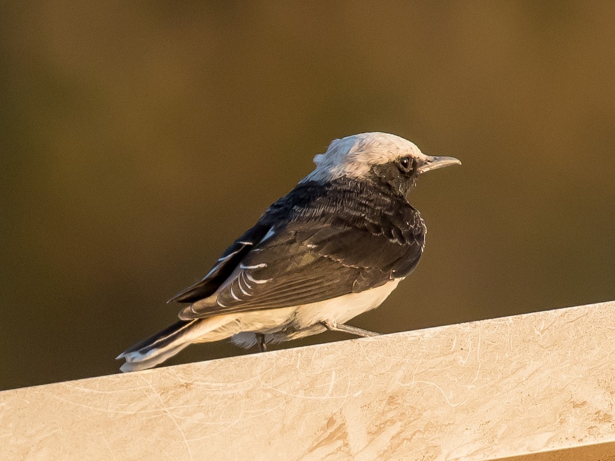 Hooded Wheatear - ML641594286