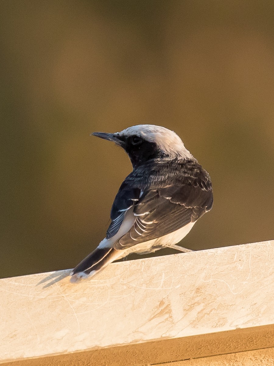 Hooded Wheatear - ML641594287