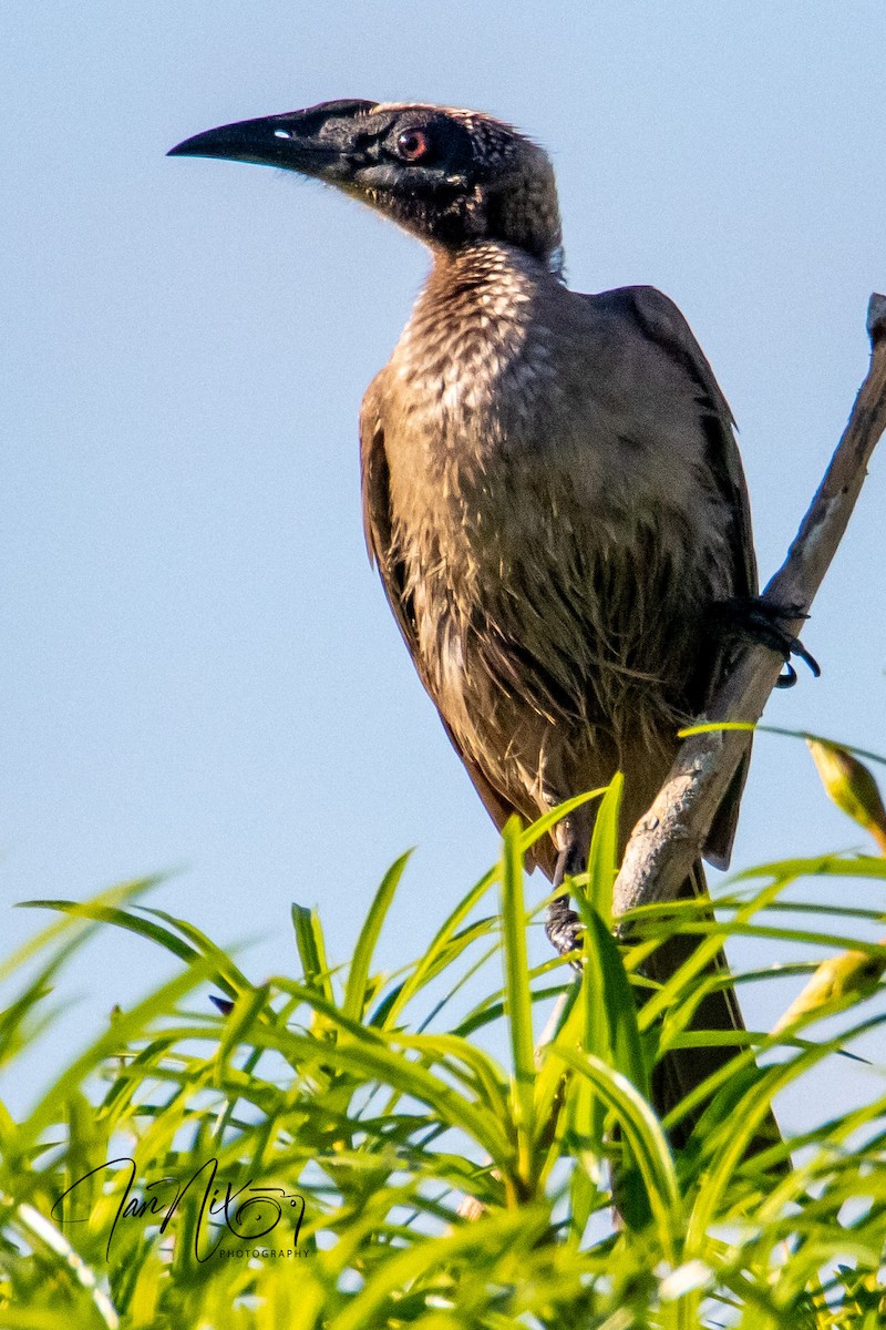 Helmeted Friarbird - ML641594301