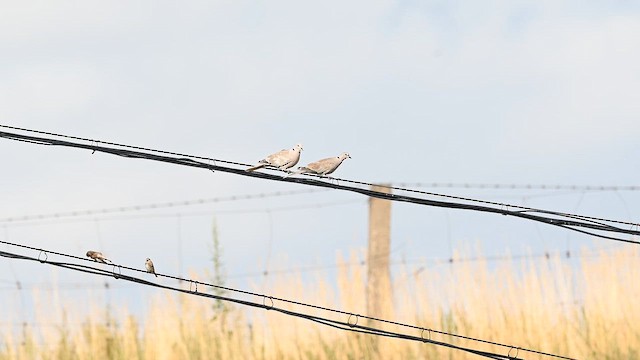 Usapal turkiarra - ML641594352