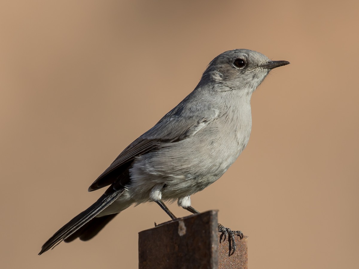 Blackstart - ML641594355