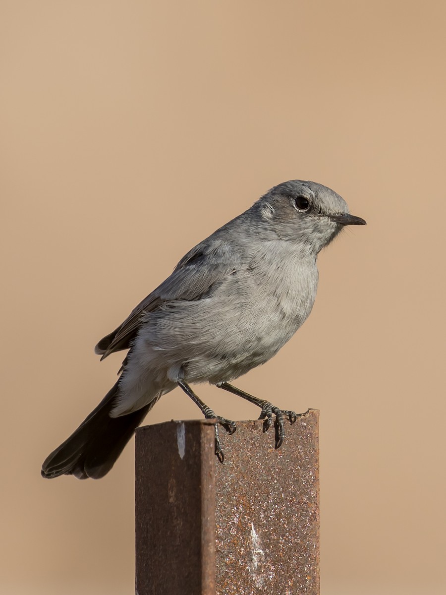 Blackstart - ML641594360