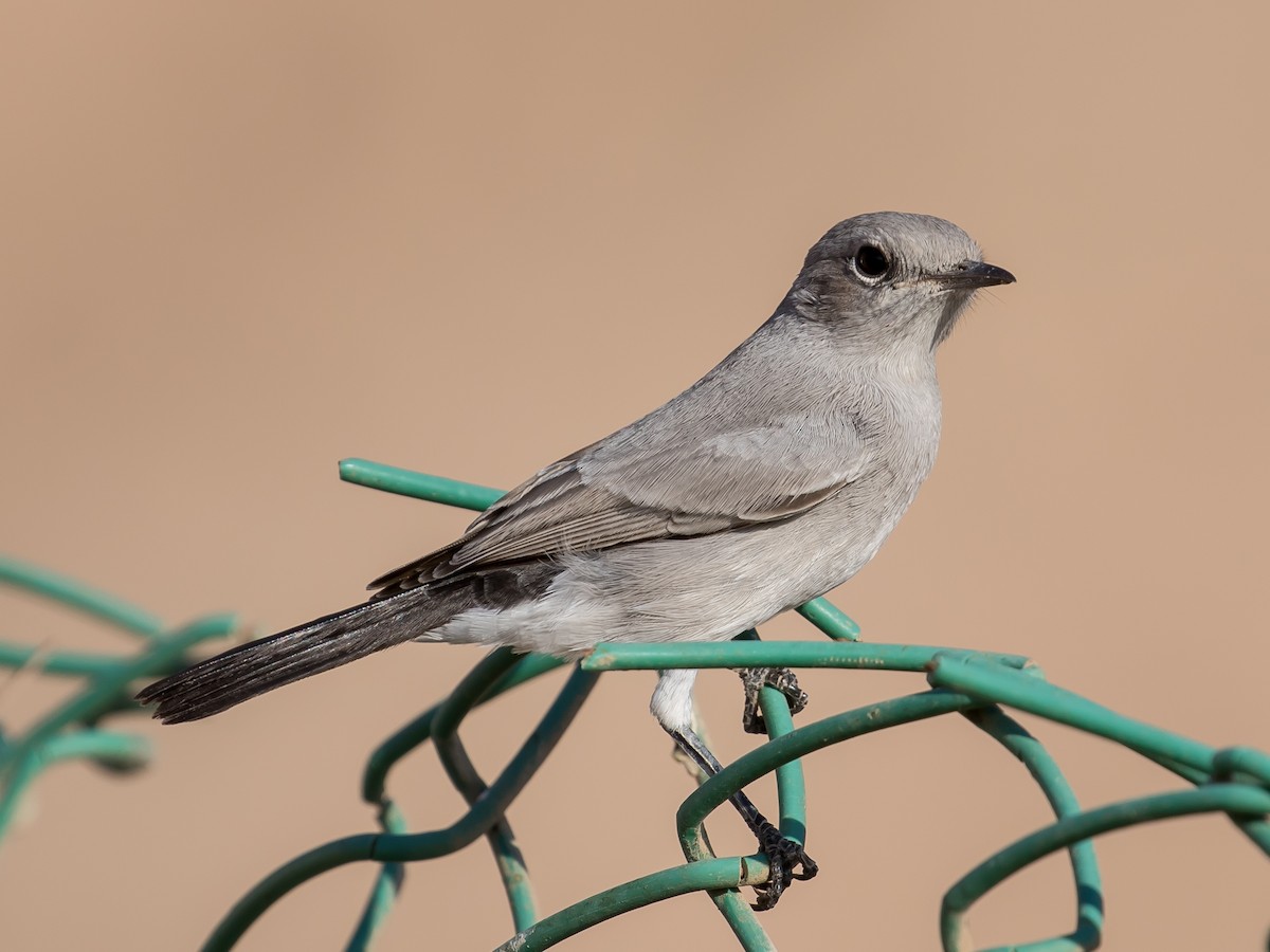 Blackstart - ML641594361