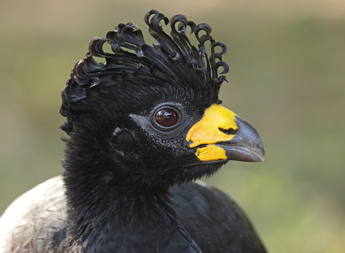 Bare-faced Curassow - ML641594381