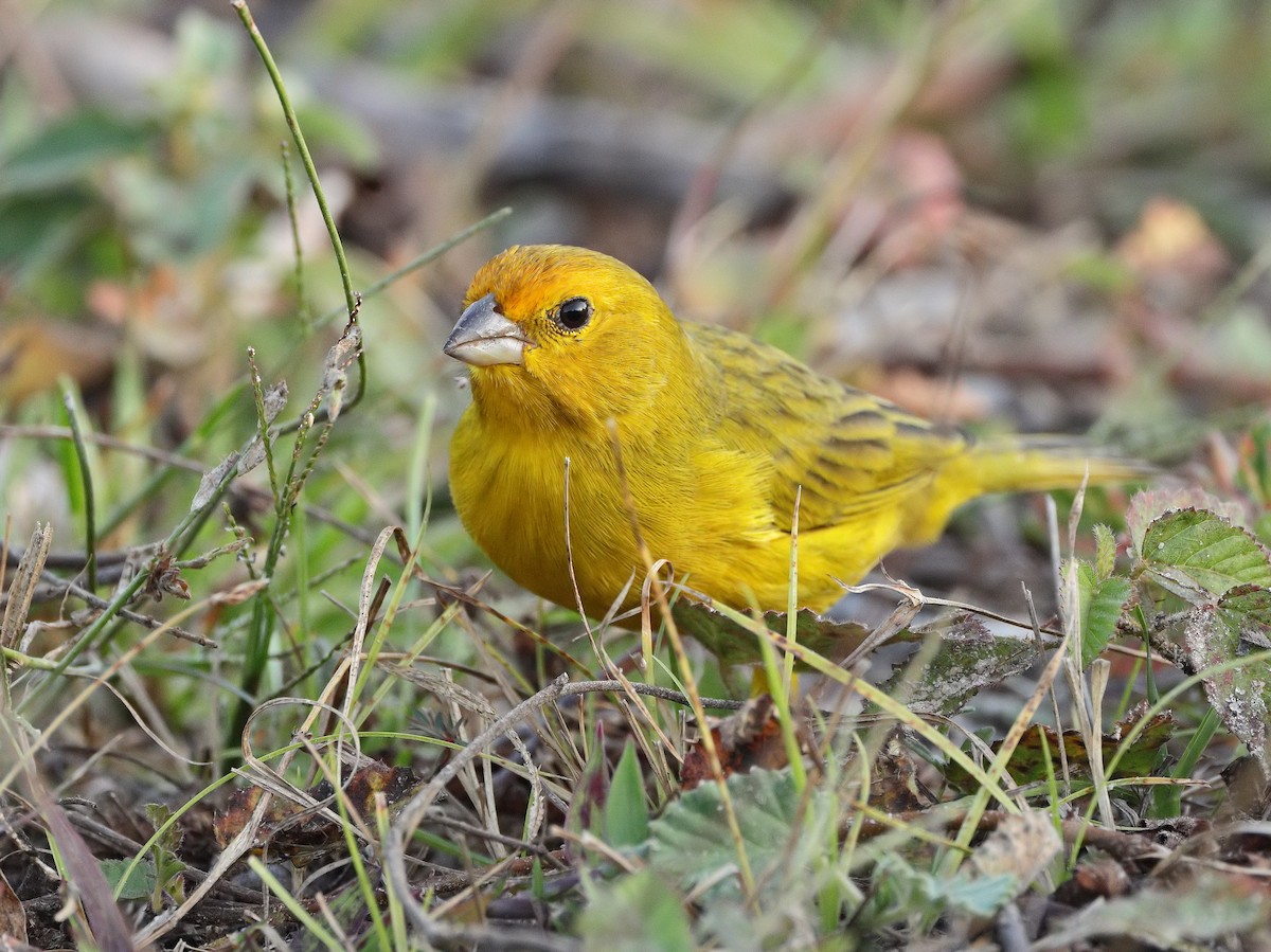 Saffron Finch - ML641594415