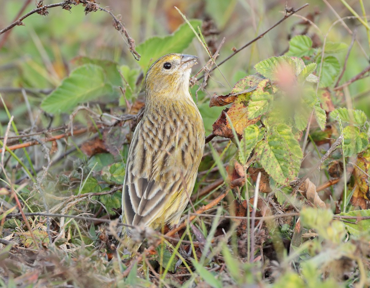 Saffron Finch - ML641594416