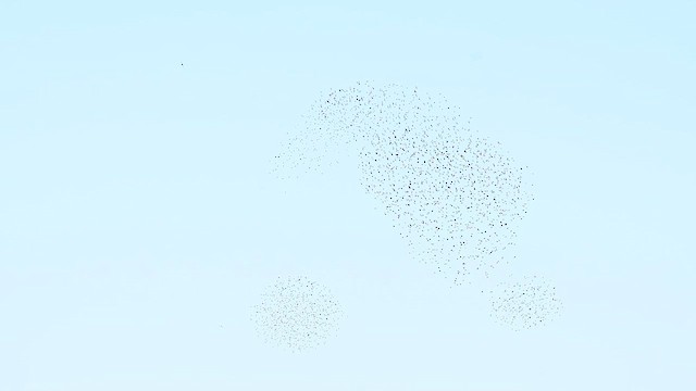 Шпак звичайний - ML641594492