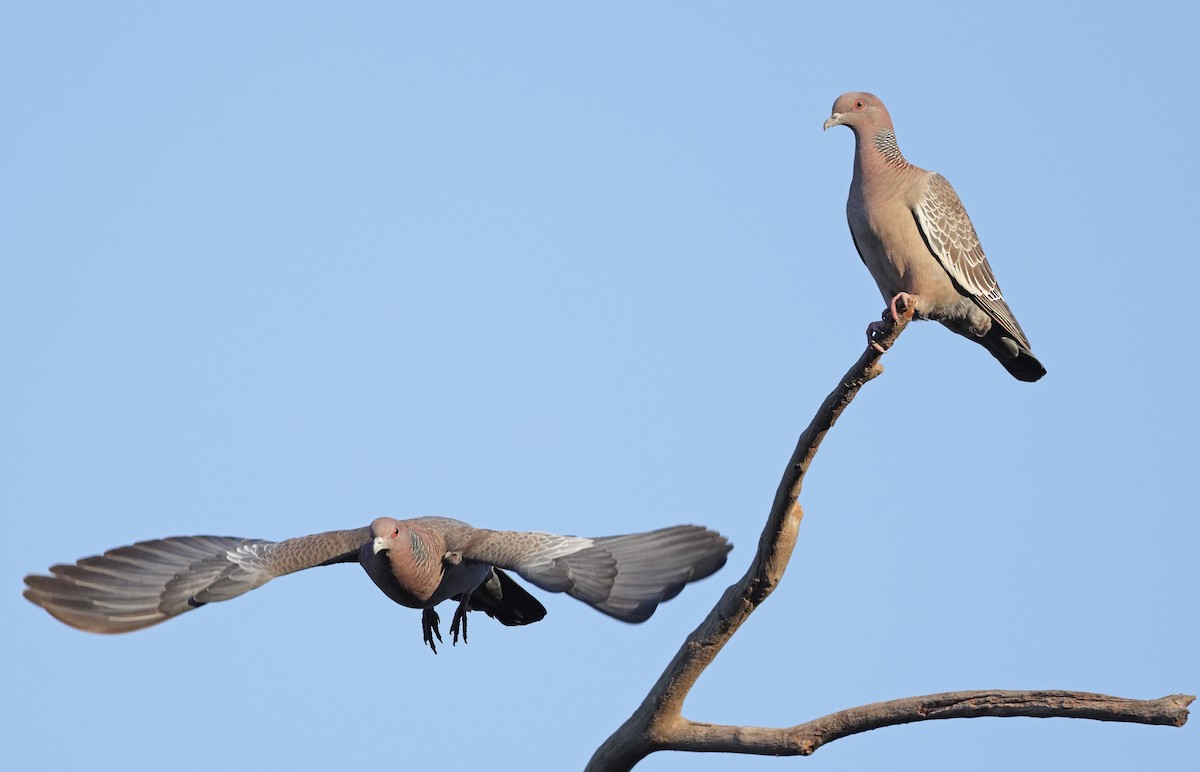 Picazuro Pigeon - ML641594497