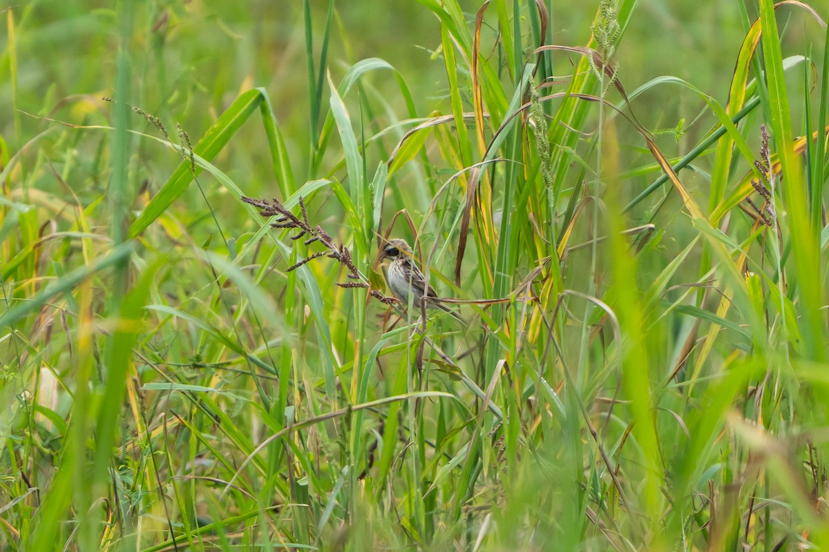 Ochre-rumped Bunting - ML641594512