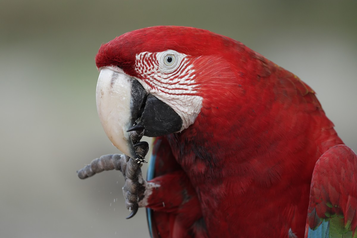 Red-and-green Macaw - ML641594552
