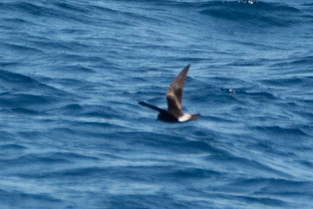 Townsend's Storm-Petrel - ML641594554