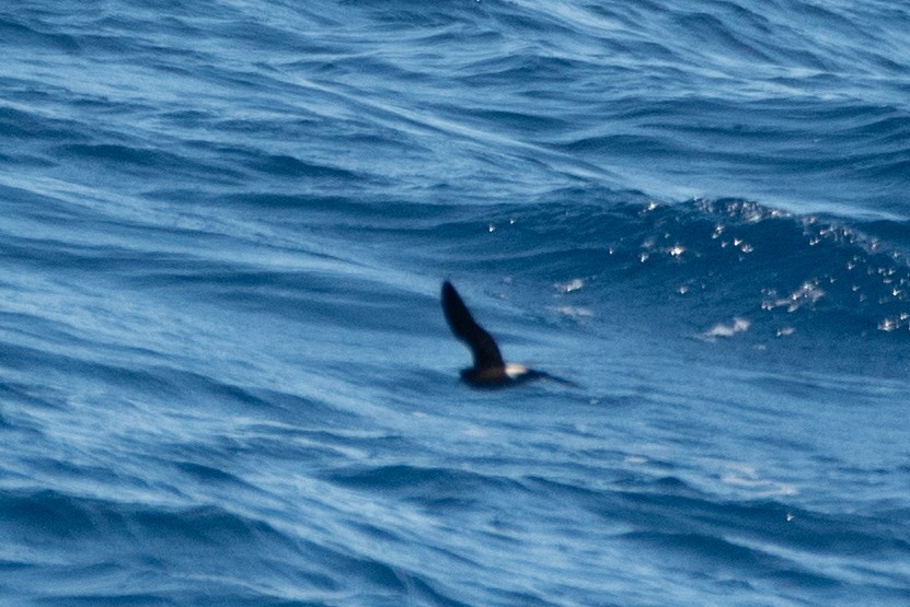 Townsend's Storm-Petrel - ML641594555