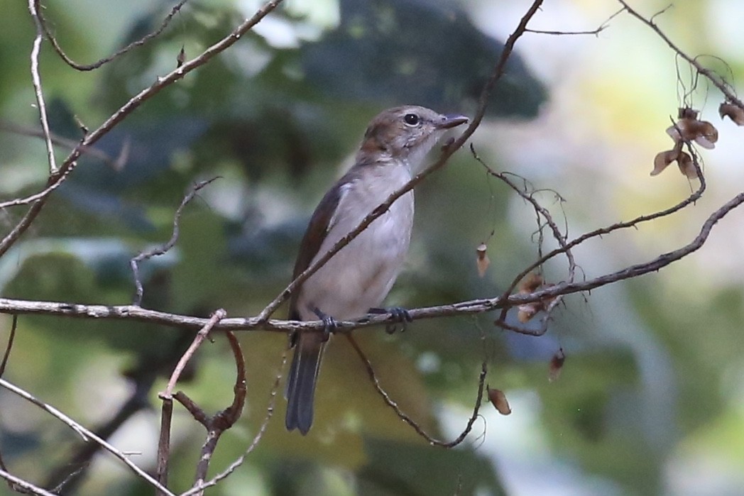 Gray Whistler - ML641594556