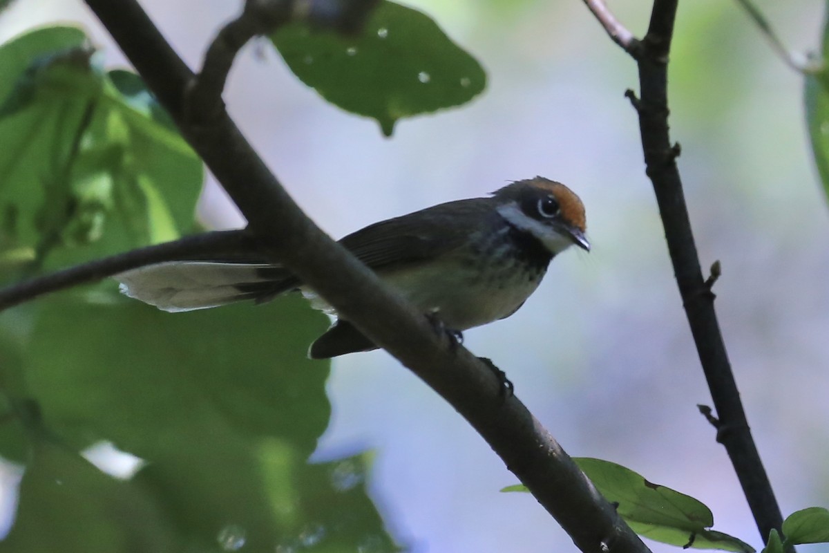 Arafura Fantail - ML641594559