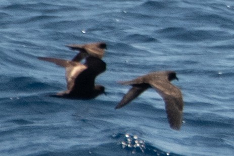 Least Storm-Petrel - ML641594563