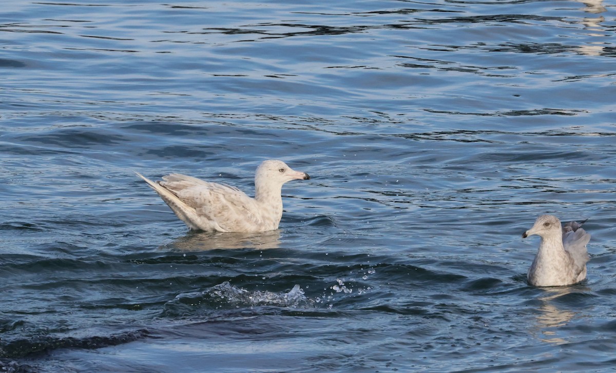 American Herring x Glaucous Gull (hybrid) - ML641594574