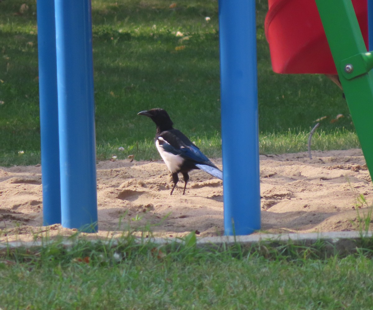 Black-billed Magpie - ML641594584