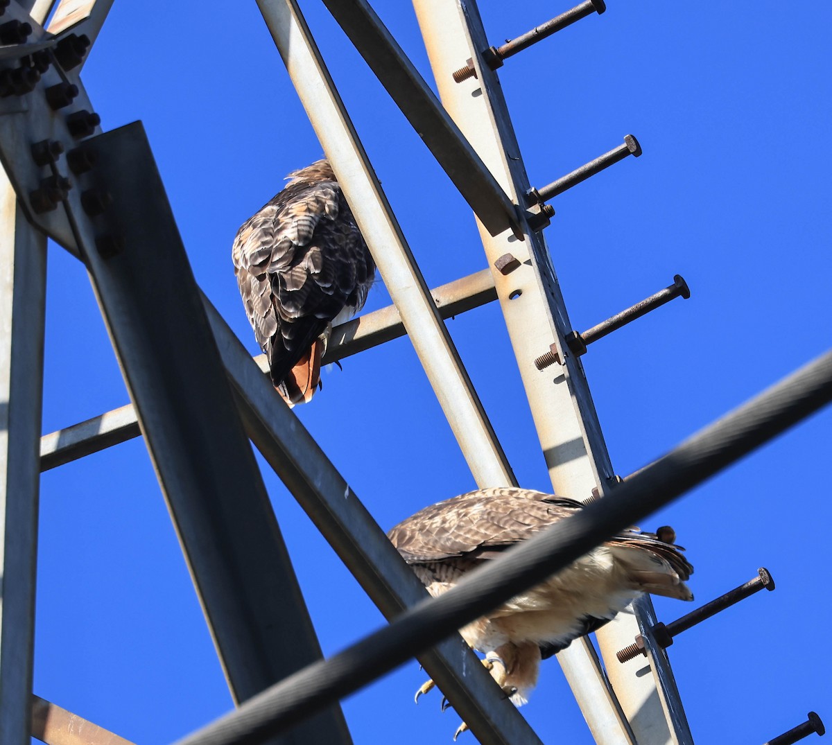 Red-tailed Hawk - ML641594588