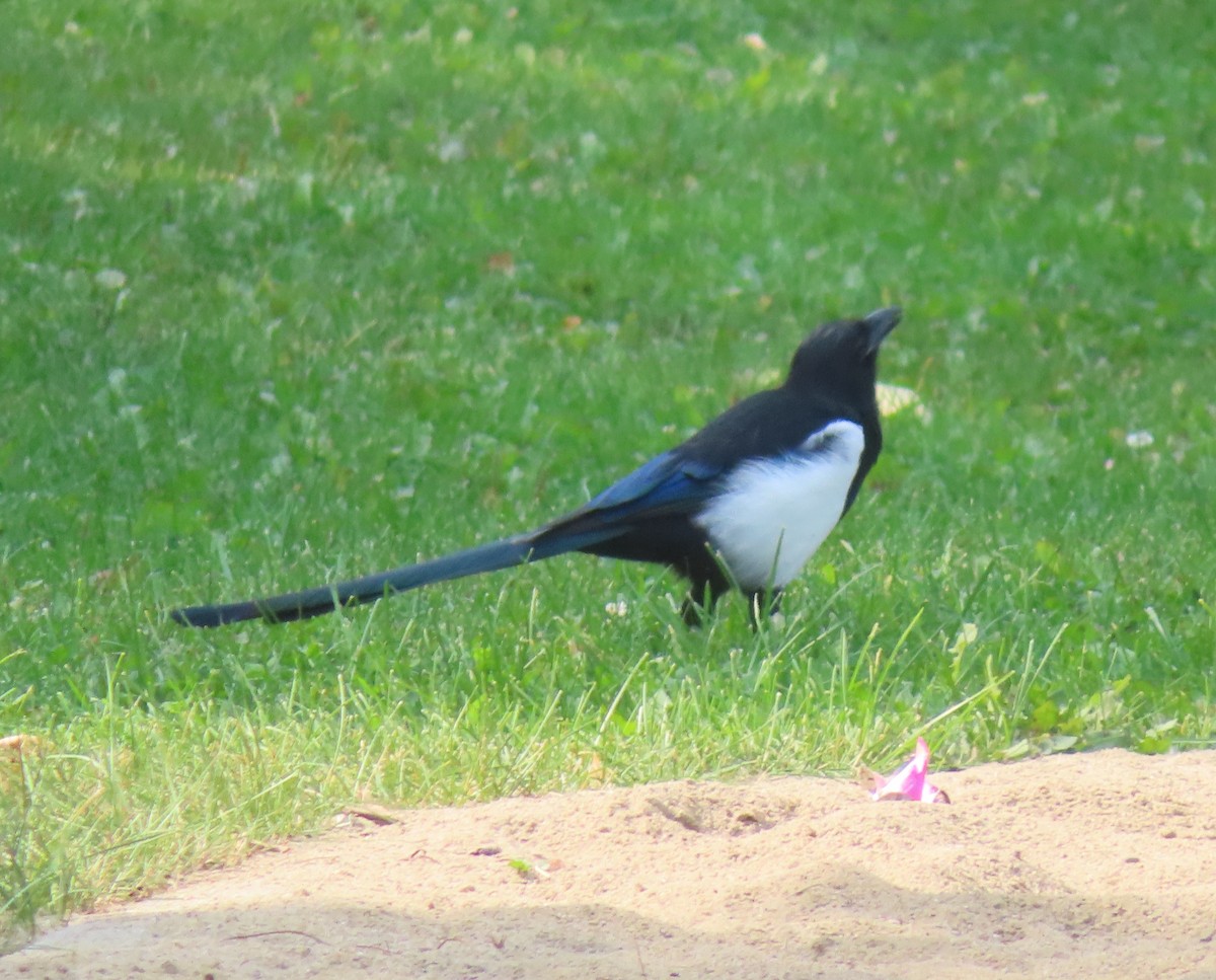 Black-billed Magpie - ML641594589