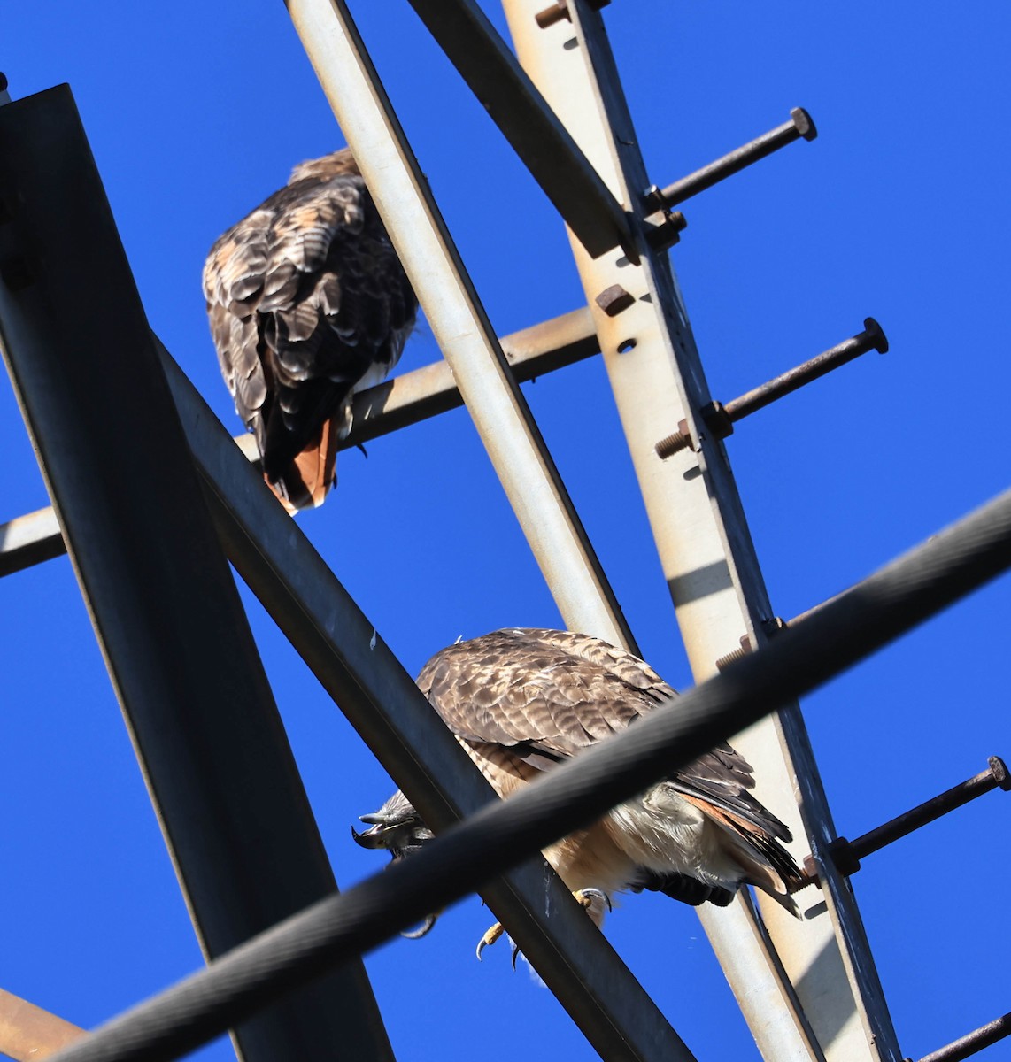 Red-tailed Hawk - ML641594592