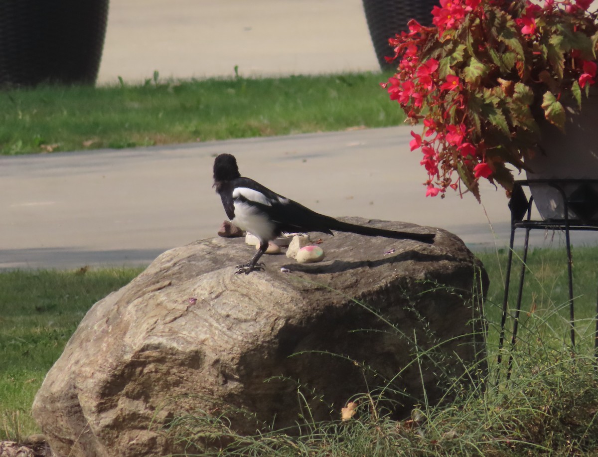 Black-billed Magpie - ML641594615