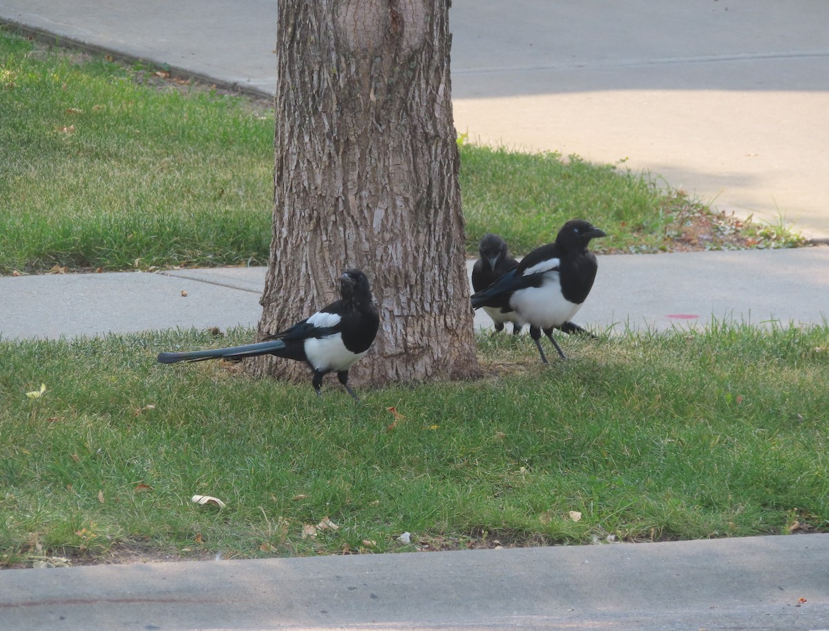 Black-billed Magpie - ML641594620