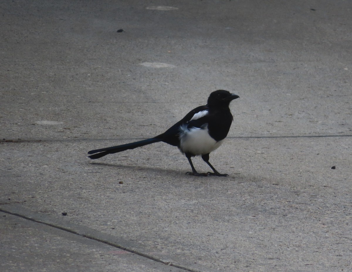 Black-billed Magpie - ML641594623