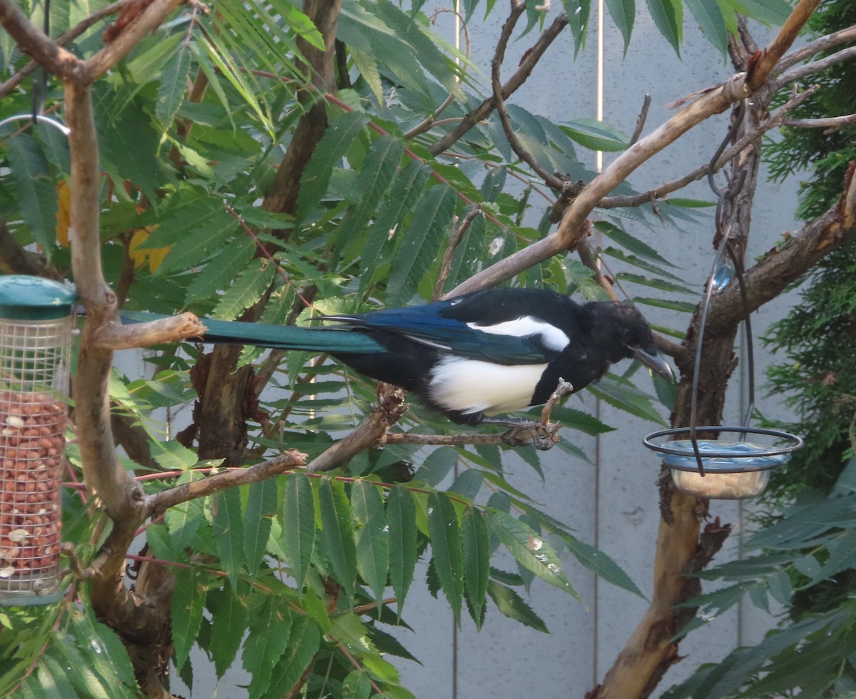 Black-billed Magpie - ML641594629