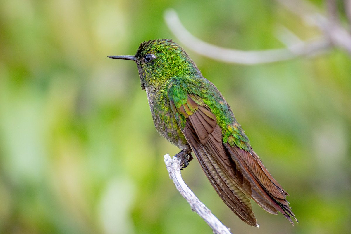 Tyrian Metaltail - ML641594636