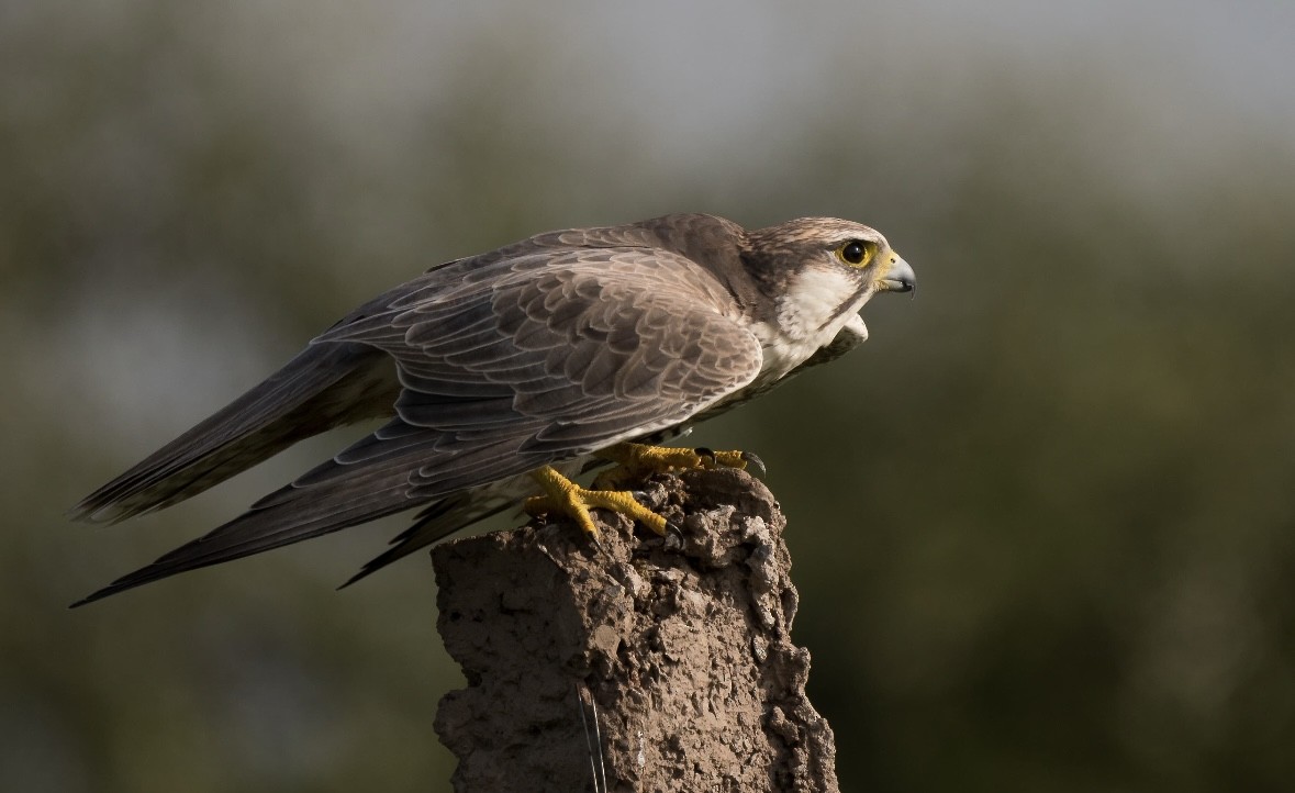 Falco laggar - ML641594650