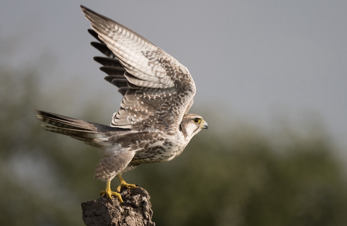 Falco laggar - ML641594651