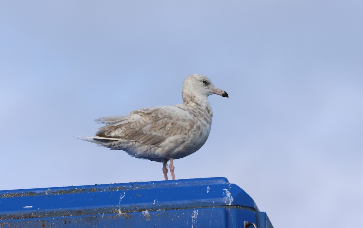 American Herring x Glaucous Gull (hybrid) - ML641594675