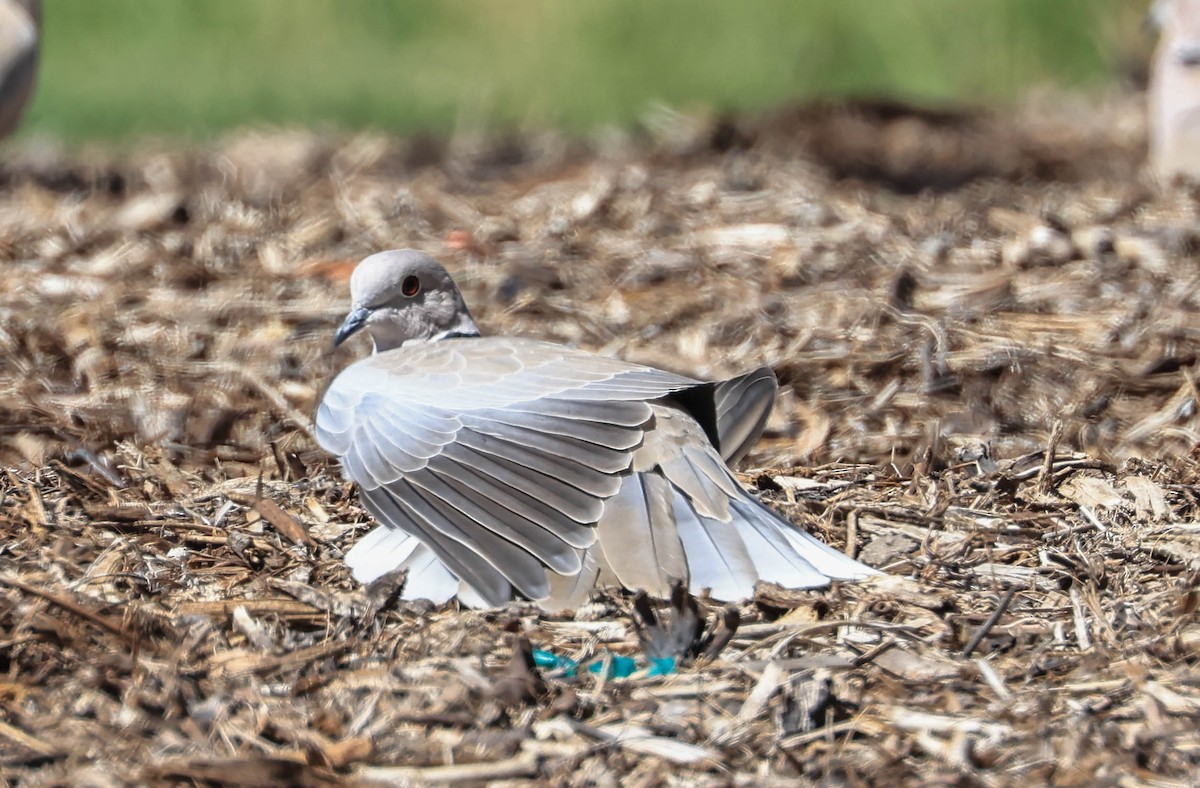 Eurasian Collared-Dove - ML641594722