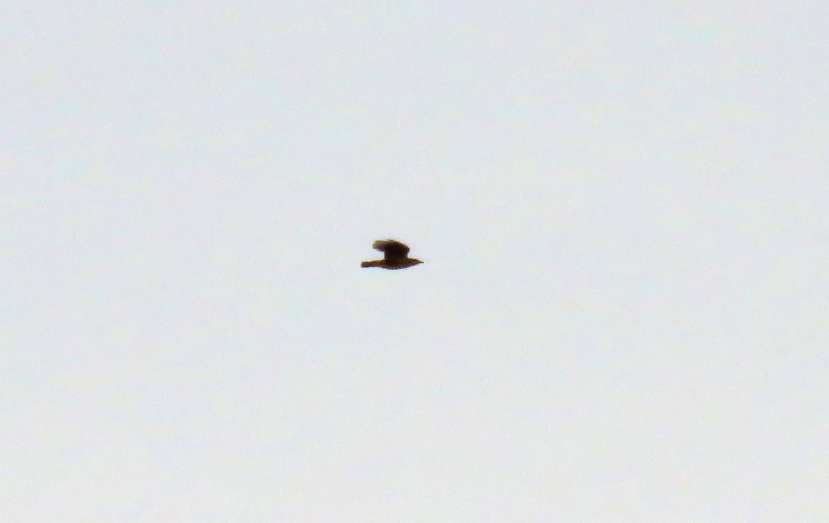 Eurasian Golden Oriole - ML641594763