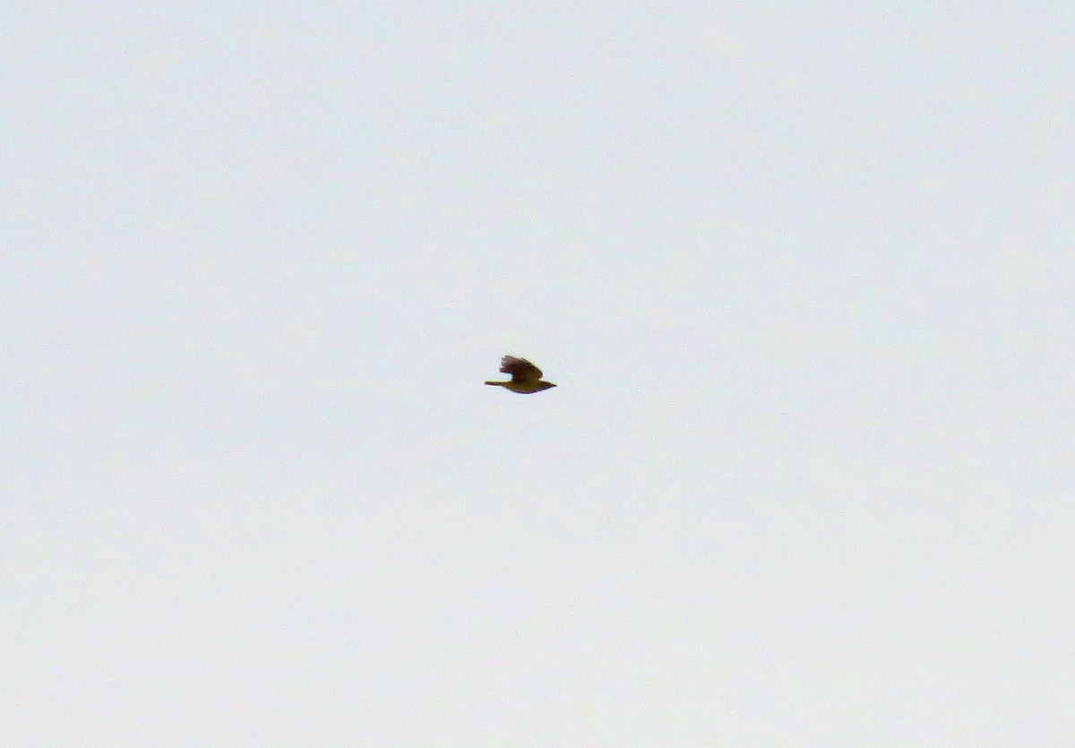 Eurasian Golden Oriole - ML641594764