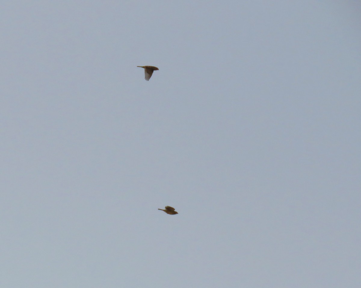 Greater Short-toed Lark - ML641594775