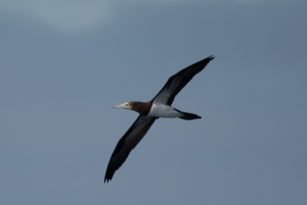 Cocos Booby - ML641594786