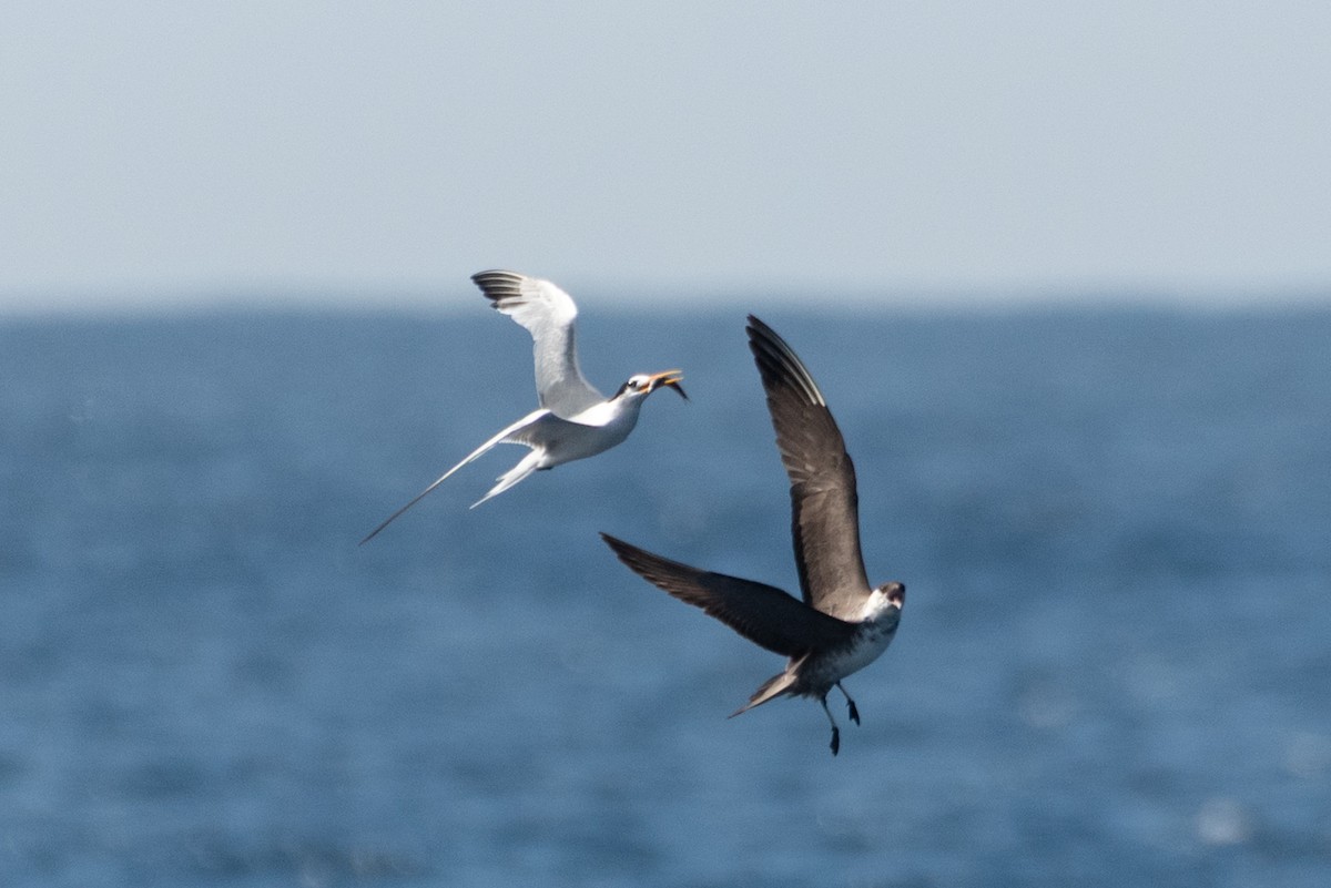Parasitic Jaeger - ML641594788