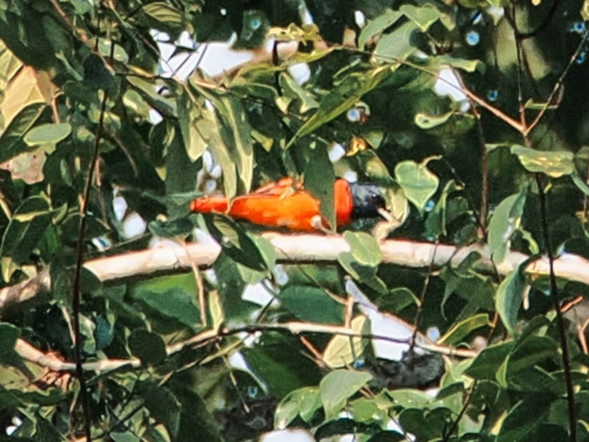 Scarlet Minivet - ML641594792