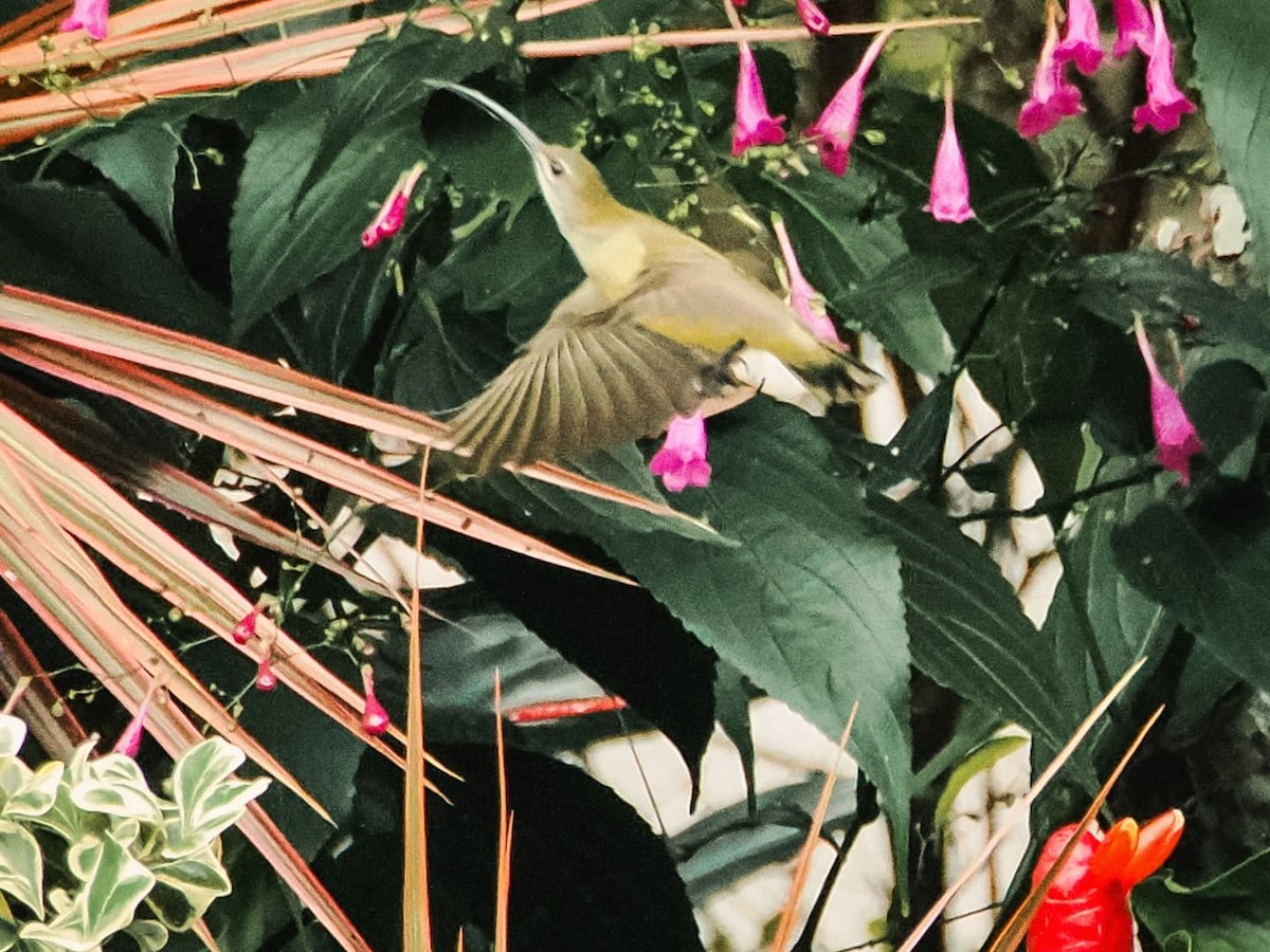 Little Spiderhunter - ML641594806