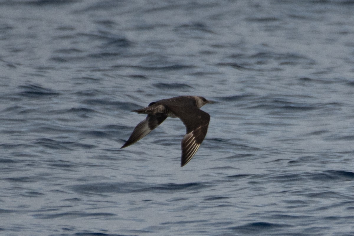 Pomarine Jaeger - ML641594811