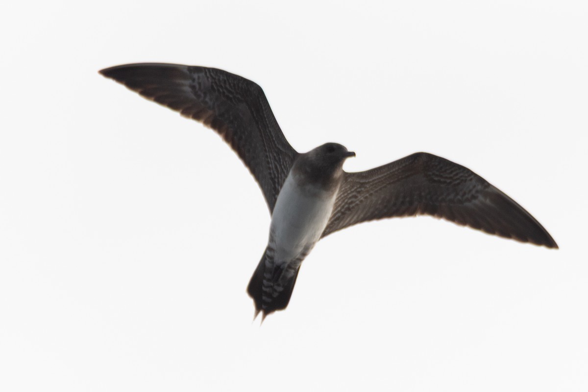 Long-tailed Jaeger - ML641594813