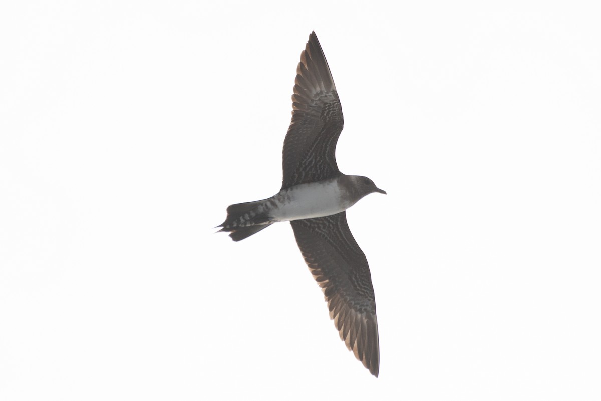 Long-tailed Jaeger - ML641594814